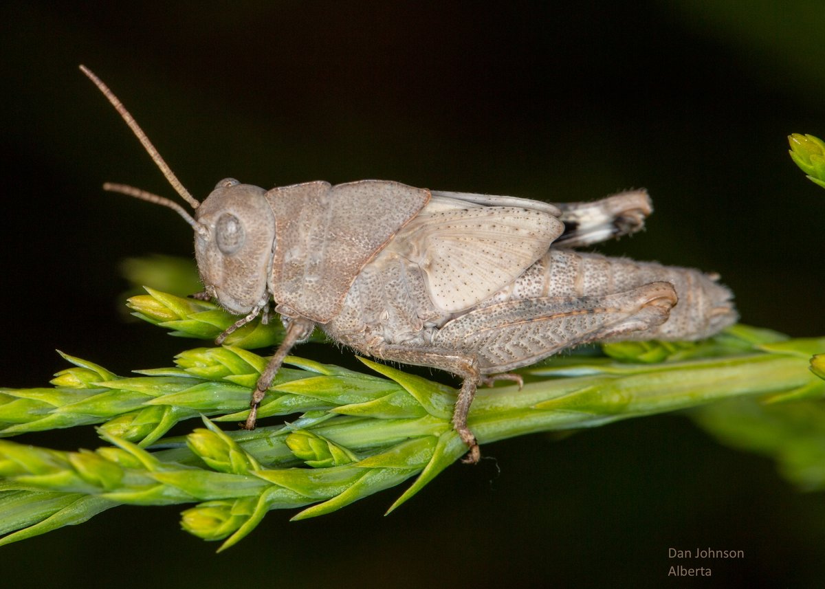 Dan Johnson tweet media