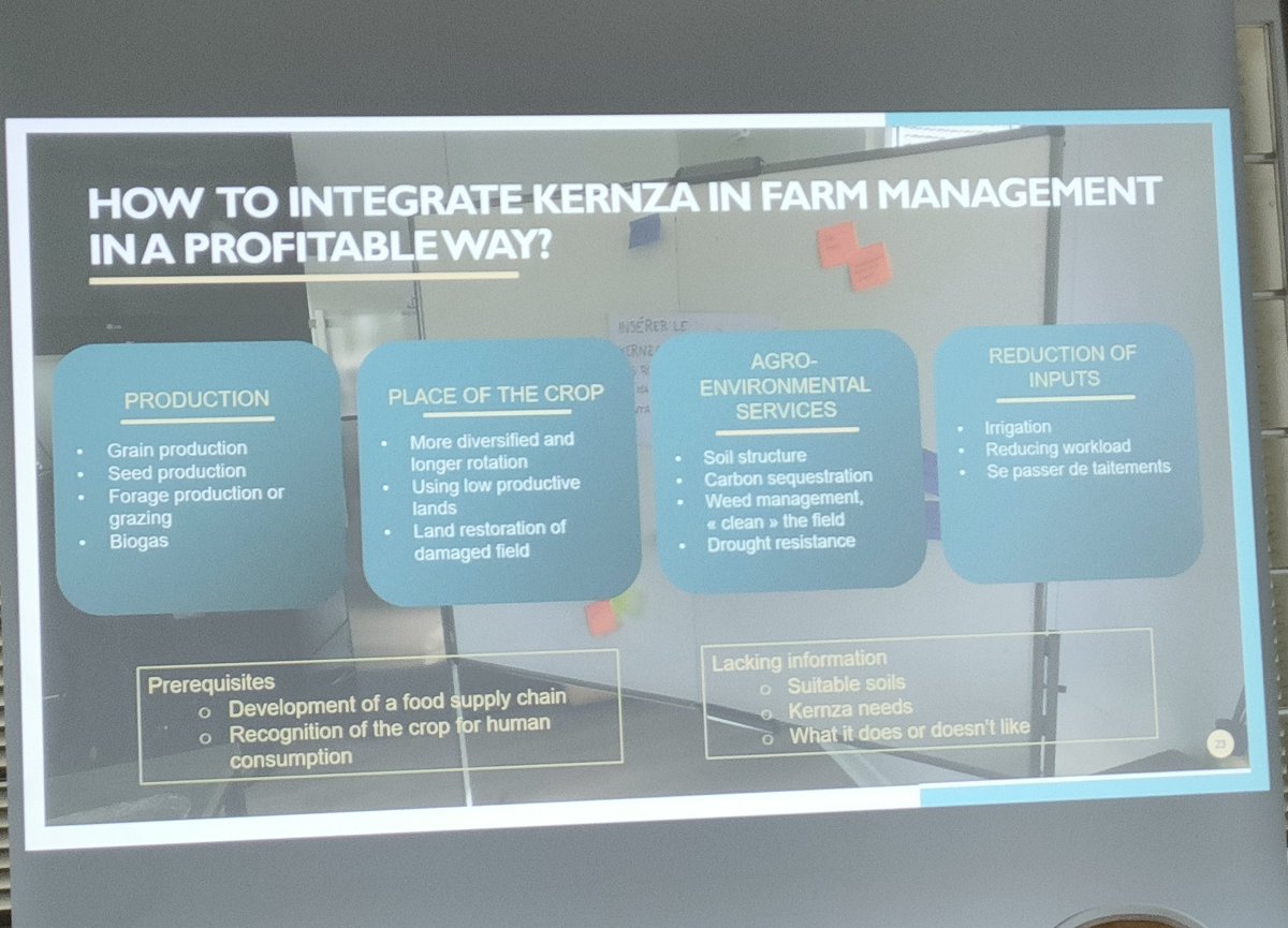 naperdiv's tweet photo. Look at all the potential benefits of #kernza! Such a versatile way to improve #biodiversity and #soilquality, especially on marginal land 🌱
Plus it creates tasty bread and beer, talk about versatility! https://t.co/Mtz07WlnfW
