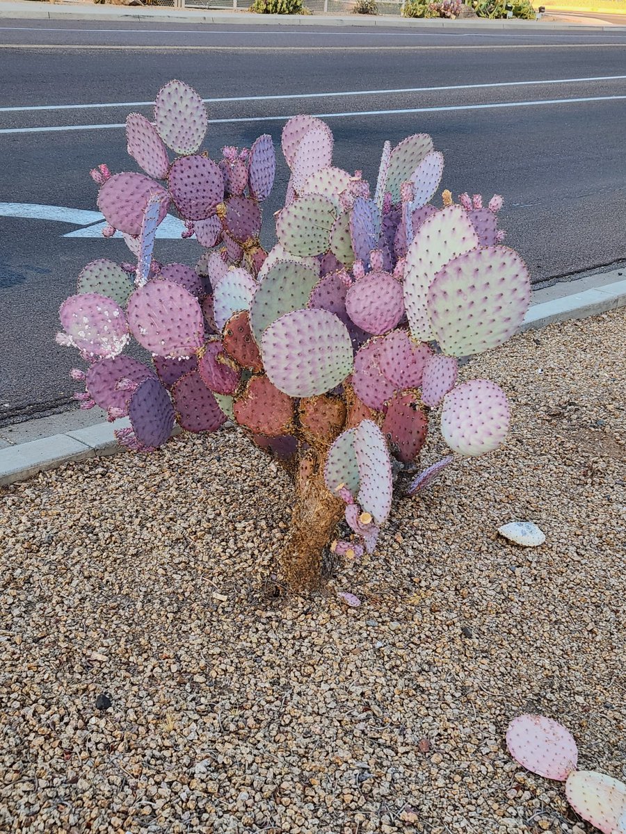MuseumLara's tweet photo. #DailyHappy is getting to explore new nature. I am sure the people who live here are sick of cactus, but I am fascinated by the variety! https://t.co/NuP9VK7euH