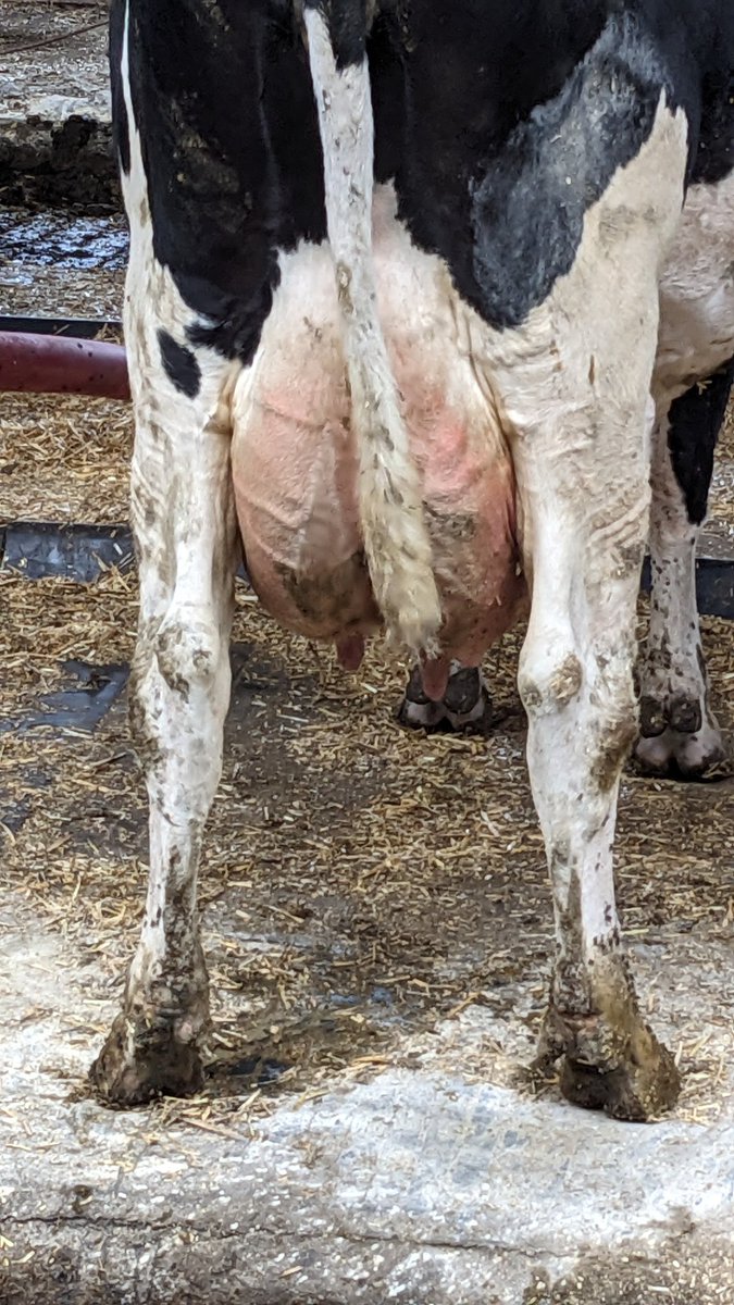 ChewintheCudNut's tweet image. Day 2 of my tour of Sweden thanks to @VikingGenUK. Lots to see and do including a herd that had been Procrossing for over ten years #teamdairy #procross