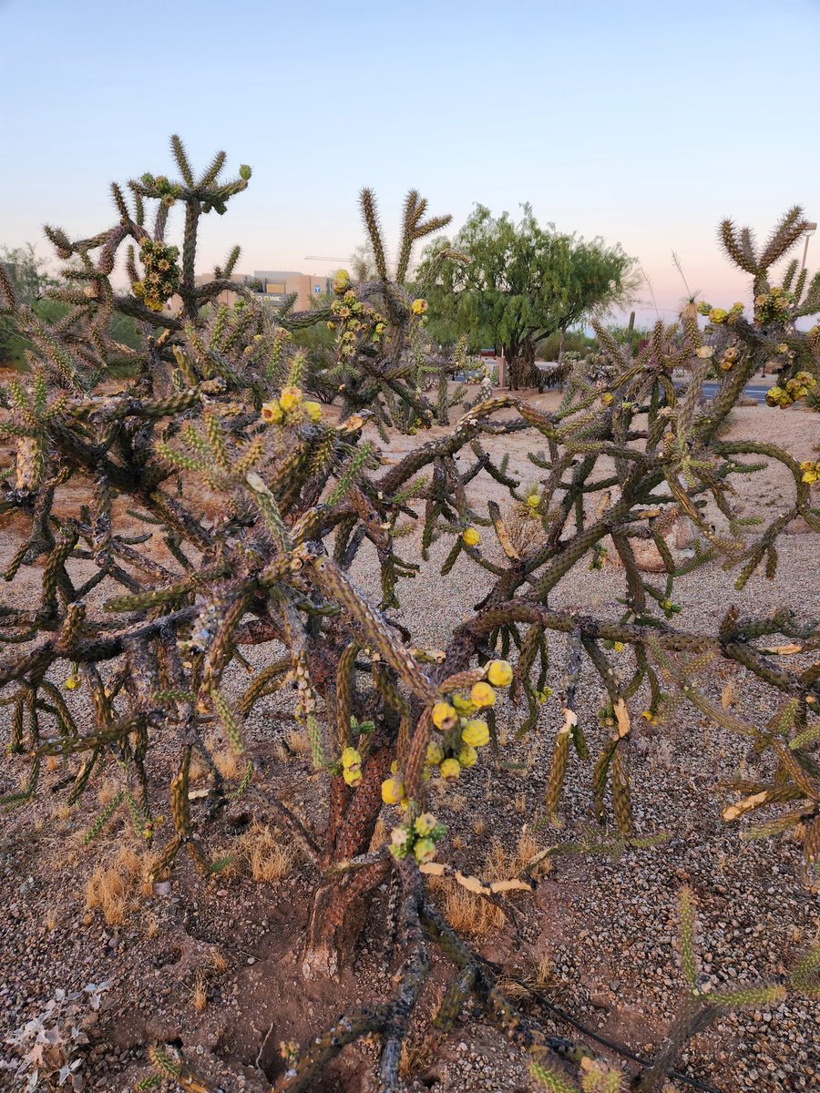 MuseumLara's tweet photo. #DailyHappy is getting to explore new nature. I am sure the people who live here are sick of cactus, but I am fascinated by the variety! https://t.co/NuP9VK7euH