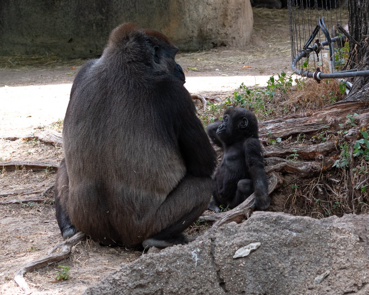 RGPHOTO2's tweet photo. Fort Worth Zoo – Bruno staying still for just a moment and thinking what should I get into next. Bruno will be 8 months old on Thursday July 7, he growing up quickly. 6/2023
#fortworthzoo #gracie #elmo #gus #bruno #gorilla #gorillas #okczoo #westernlowlandgorillas https://t.co/igEy4aRMAf