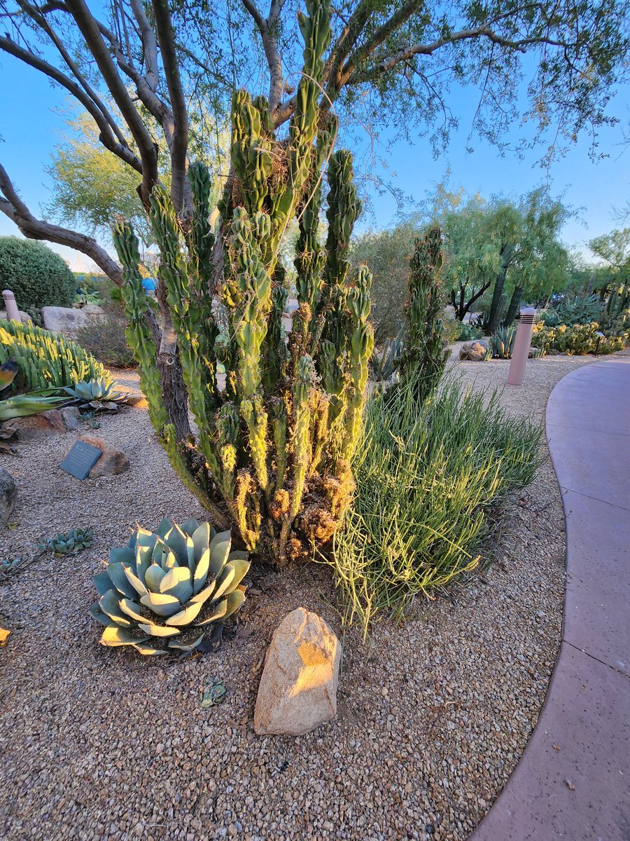 MuseumLara's tweet photo. #DailyHappy is getting to explore new nature. I am sure the people who live here are sick of cactus, but I am fascinated by the variety! https://t.co/NuP9VK7euH