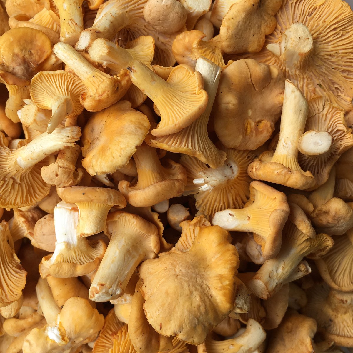 rushtonsgrocer's tweet photo. At this time of year, the Scottish woodlands provide the perfect conditions for flavourful girolles!
#Rushtons #thechefsgreengrocer #wholesale #catering #hospitality #restaurant #chef #londonsupplier #seasonalproduce #NCGM #scottishgirolles https://t.co/HeV8GA5ddW