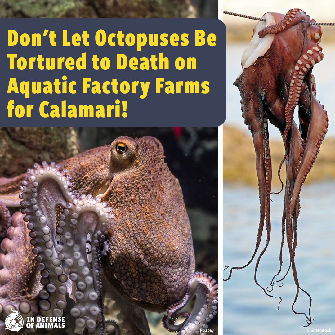 In Defense Of Animals on Twitter "Octopuses are sentient beings with