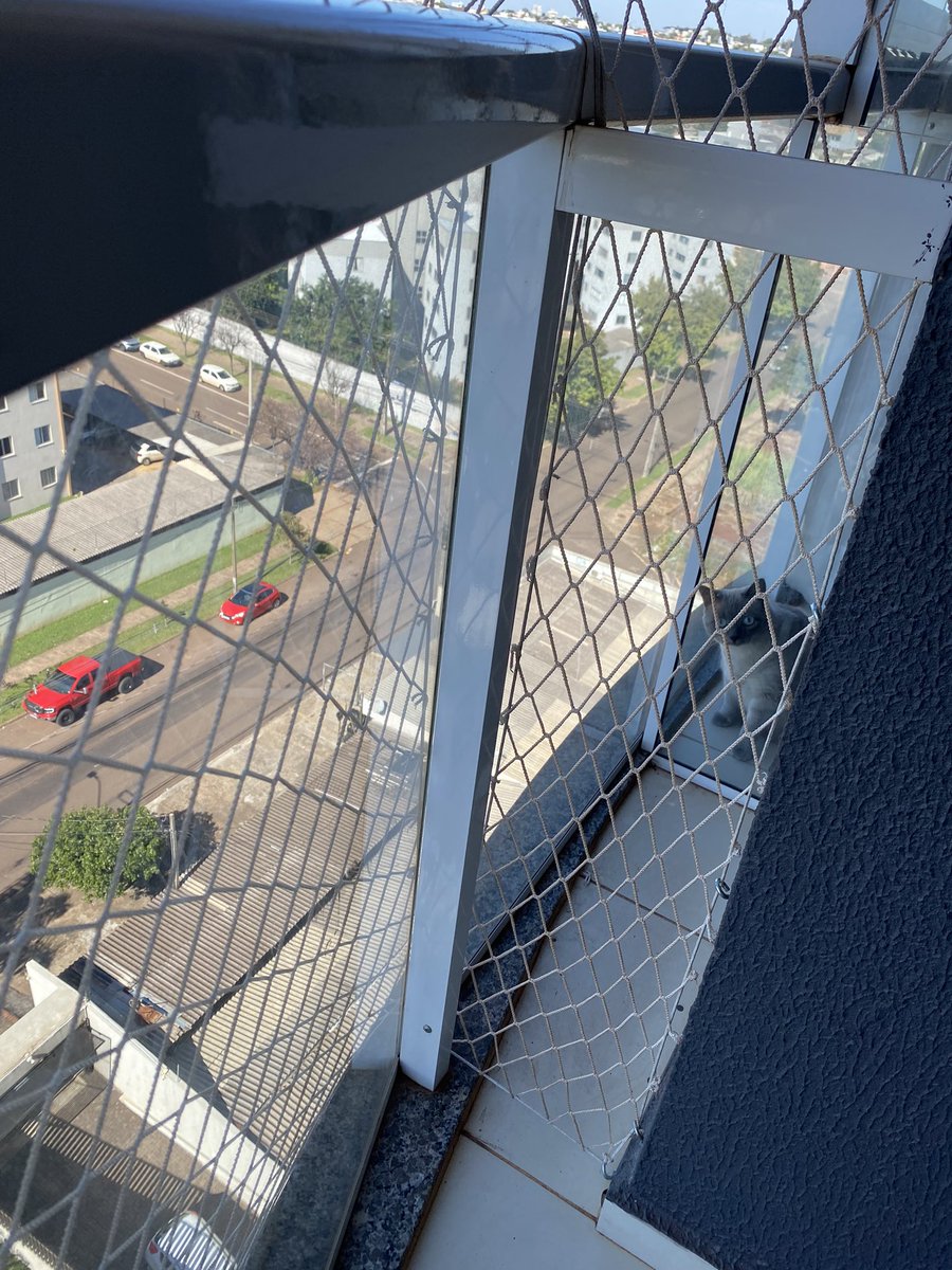 DanielaMarcon4's tweet photo. Momentos antes de ter sido pega no flagra tirando foto do gato do vizinho https://t.co/yHh43IXE6h