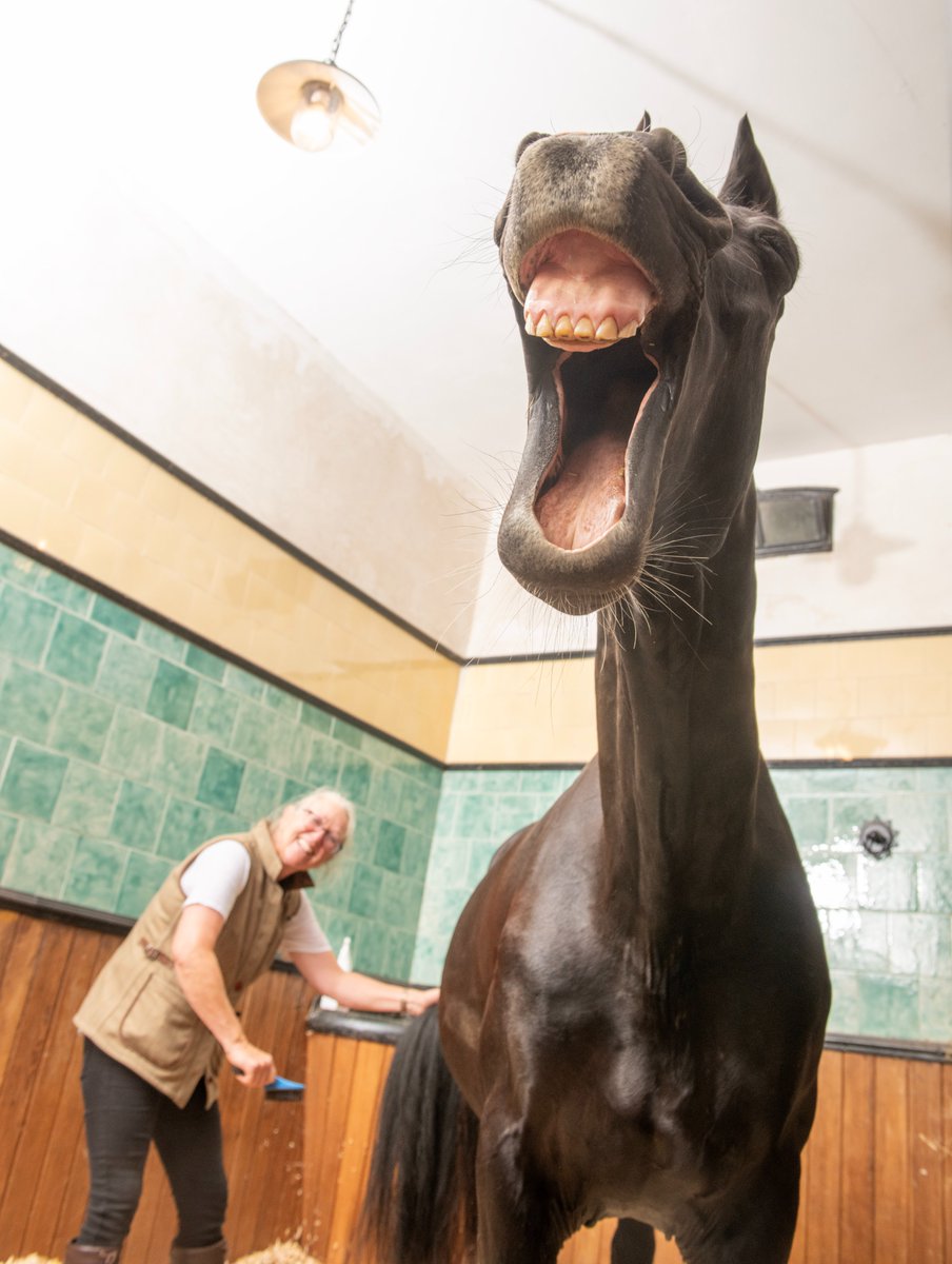 NetherbyHall's tweet image. Quit horsing around! 🐎

Here&apos;s a behind-the-scenes picture of Splash getting ready for our first carriage ride summer experiences last week.

Keep your eyes peeled for more content coming soon 👀