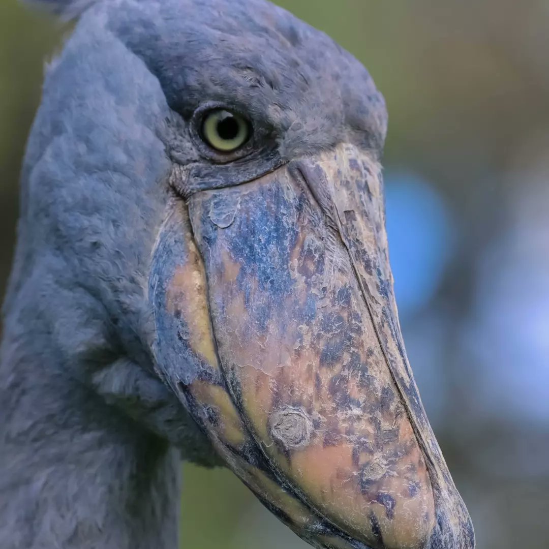 ZootopiaSafaris tweet picture
