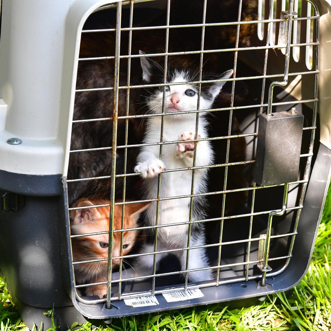SPA_Officiel's tweet photo. Depuis le 1er mai, nos équipes ont recueilli plus de 8 300 animaux abandonnés. Nos refuges, au bord de la saturation, ont plus que jamais besoin de votre aide.

L’été ne fait que commencer, aidez-nous à sauver les animaux lâchement abandonnés : https://t.co/MDM7kAdsNS

#StopAbandon #DonnezSoutenezAdoptez