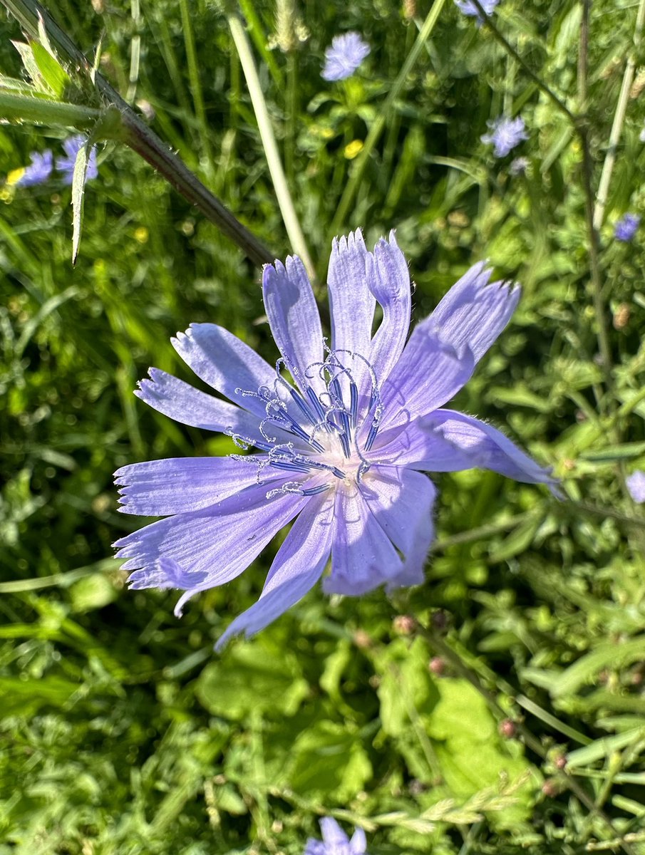 Wildflowers of the West Toronto Railpath: a short thread🧵inspired by some pictures that turned out really well for me. I’ve done my best to correctly identify the flowers. First up, chicory in sunshine #gardening #wildflowers #westtorontorailpath #toronto 1/6