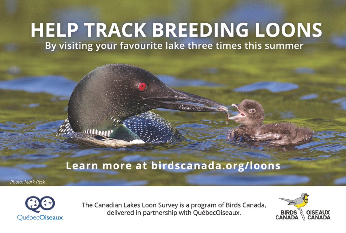 Volunteer4Birds's tweet photo. Starting a thread on how to help loons.  Will add more as the week progresses.
1) help us monitor them. Learn more at https://t.co/xiAT7MMZAL https://t.co/HbrGlfdodw
