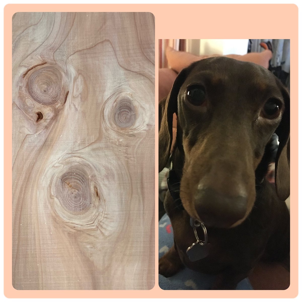 Well, we were quite chuffed to see our little girl’s face in a piece of Sequoia this week! 😆❤️#useyourimagination #faces #sausagedog #sequoia