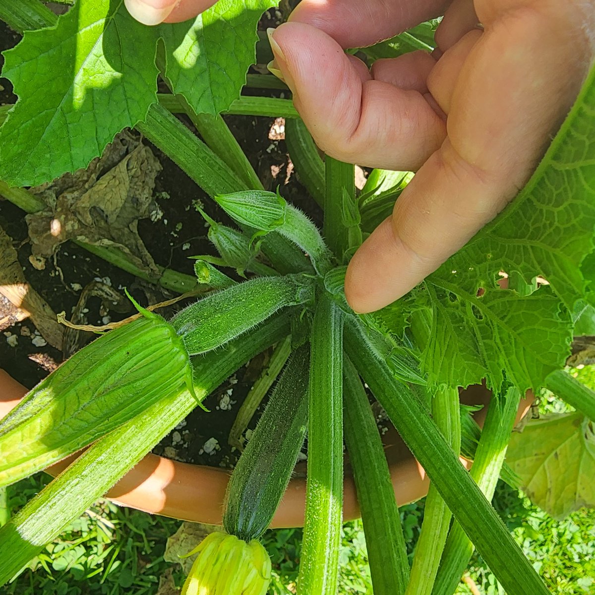 LauraDanielsDJ's tweet photo. Continuing the mission to not kill EVERYTHING I plant...super proud to see these lil zucchini giving it the ol college try!  #NotDeadYet 😂#ECFGrowingAces #ErieCountyFair 
@EdenvalleyGrow https://t.co/7vTq2HSO82