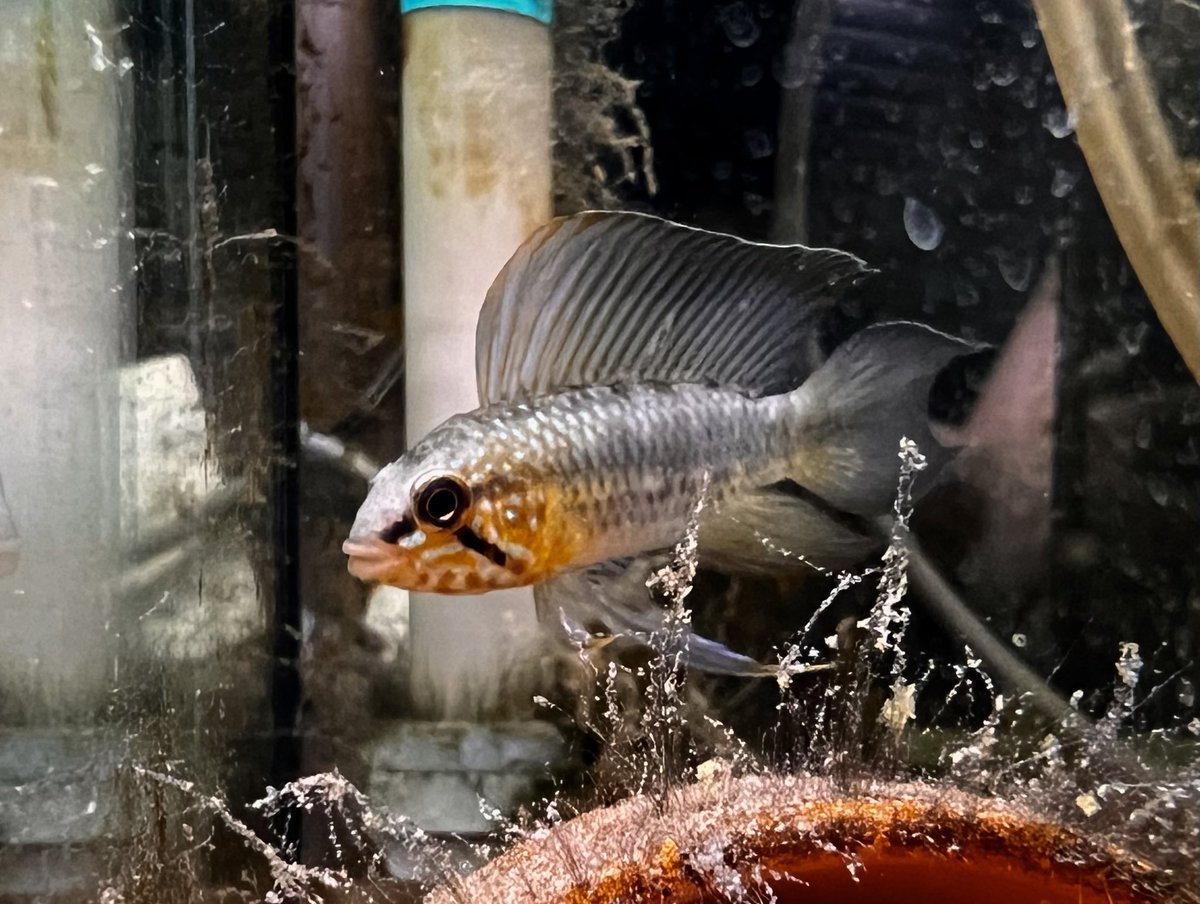 なかなか産卵が止まっているマカ。でも元気だし、よく食う。エリザベ繁殖水槽なんで、繁殖には低すぎるかも🧐
AP.sp. マカ

aquarium.blogmura.com/apistogramma/r…

#毎日アピスト #キンメの毎日　#アピスト
#水草 #熱帯魚