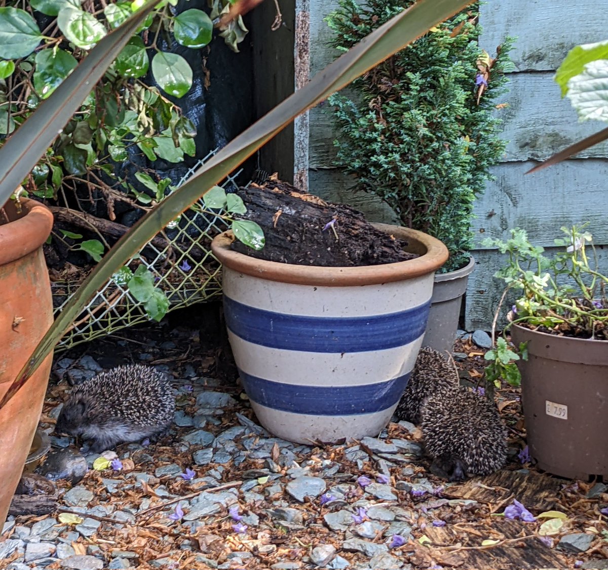 Superloopy101's tweet photo. 3 mini hedgehogs spotted outside the nest in our garden today! #suffolkwildlife #ipswichwildlife #hedgehogs #hoglets https://t.co/VXBXIyfWzA