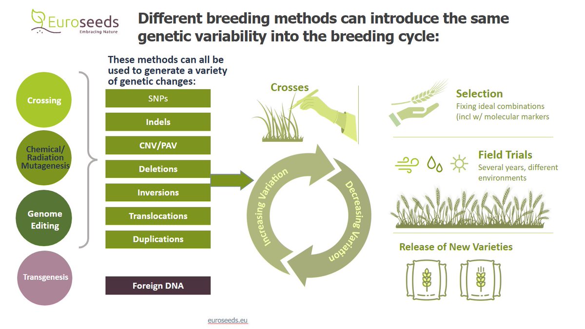 EuroseedsEU's tweet photo. @PJorasch at @EUFoodForum event: 'The European seed sector backs @Food_EU's NGT policy as a solid starting point for global alignment. However, some regulatory considerations lack scientific evidence, causing complexity. Improvements are necessary for efficient decision-making'. https://t.co/5rfz9Om2WL