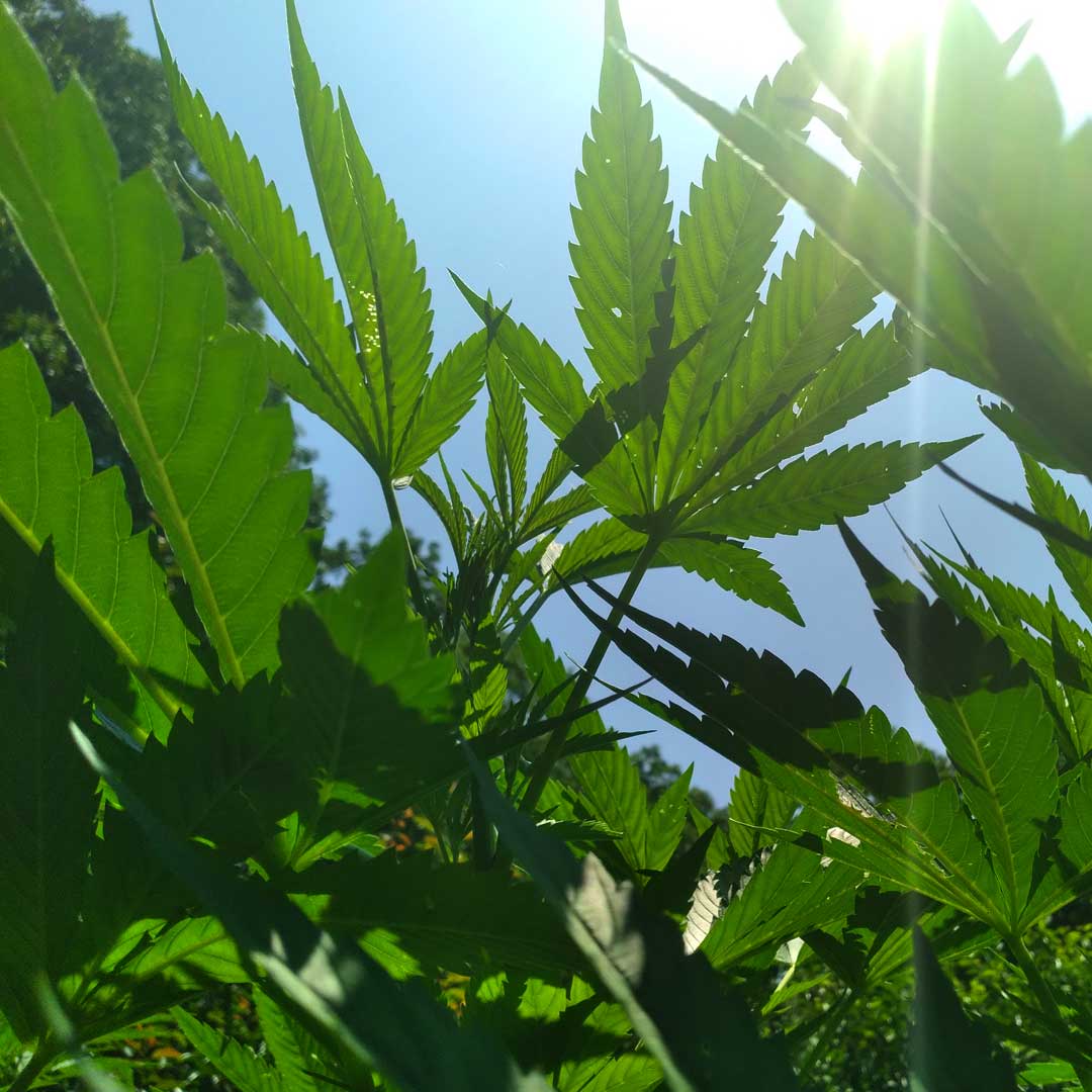 Sunshine! 

Haven't seen much the past several weeks. The #hemp plants are eagerly soaking it up today and everything's getting a chance to finally dry out a bit. 

#cbd #mainefarm #madeinmaine #hempfarm #organiccbd #organichemp #naturalremedies #plantmedicine #naturalhealthcare