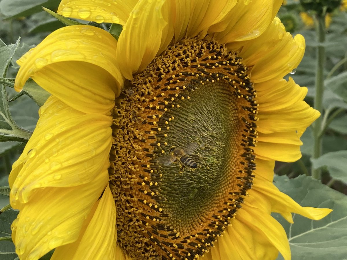 CommAgriAgro's tweet photo. 🎥 Encore un tournage exceptionnel avec @DaniauChristian pour #ParolesDeTerres. #tournesol, agroécologie, transitions, #eau, souveraineté protéique, énergies renouvelables, expé… un engagement à toute épreuve et une pédagogie efficace et essentielle #AimeTonAgri 🤩💪🏻👏🏻 🙏🏻 https://t.co/7LkNJLWEQF