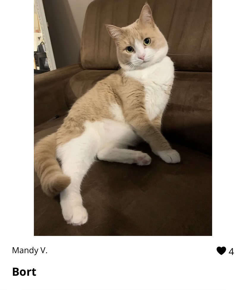 Bort is entered in a cutest pet contest 😻 Please vote for him every day from all of your devices: m.shortstack.page/drwX2h?sre=zg0…