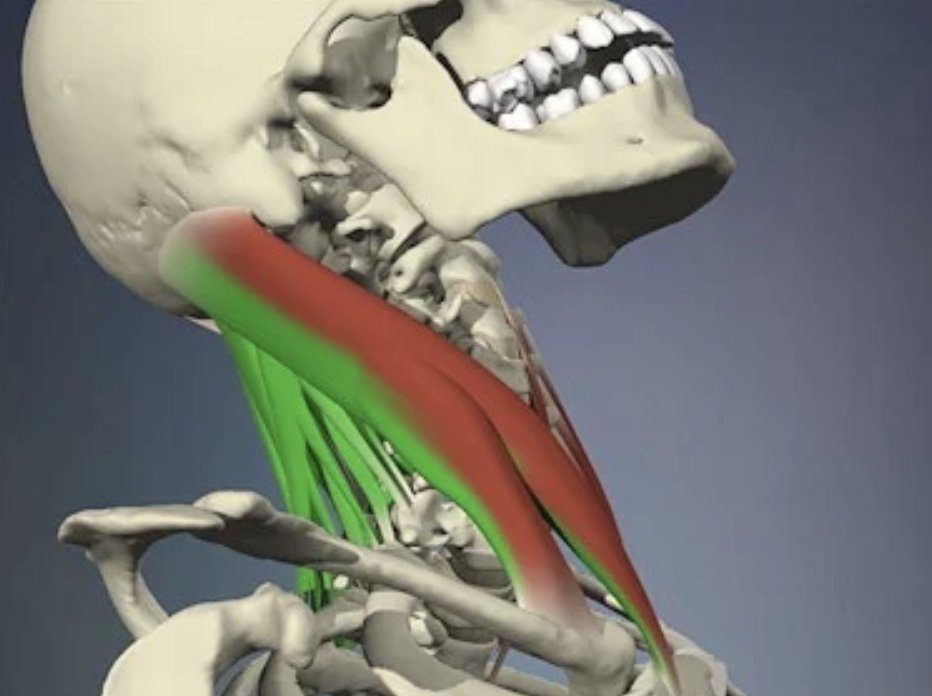 📷 Join me in Portland, OR for two new trainings!

TMJ &amp; Jaw Issues (special 1-day course) Aug 25, '23
and/or
Whiplash (parts I &amp; II) Aug 26-27, '23

Part of my Advanced Myofascial Techniques series
Early-Bird if registered by Aug 3, '23
Register today! 📷 advanced-trainings.com/workshop/orp23…