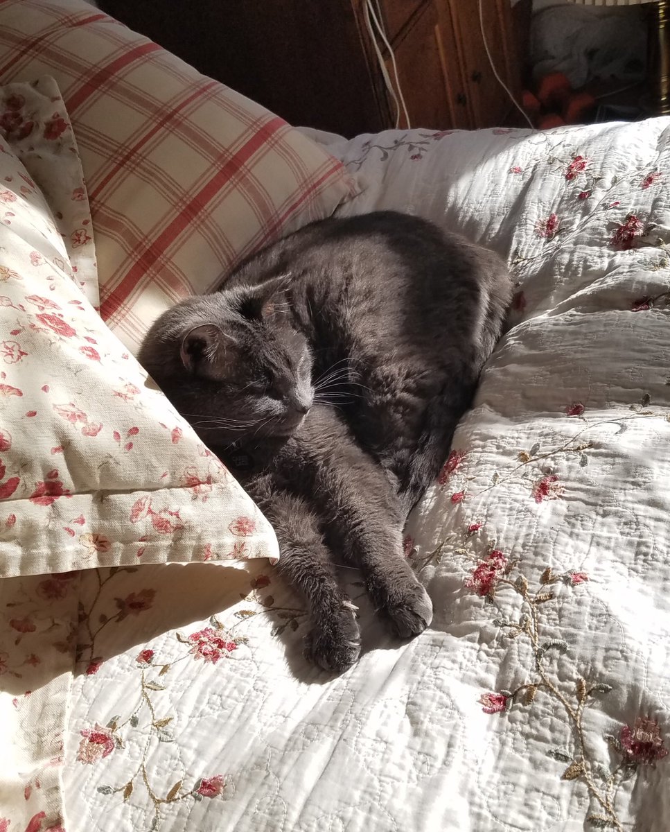 gabefoxxo's tweet photo. lost Cassie this morning

15 years she grew up with me as much as I grew up with her ✌️ https://t.co/GylcvyE952