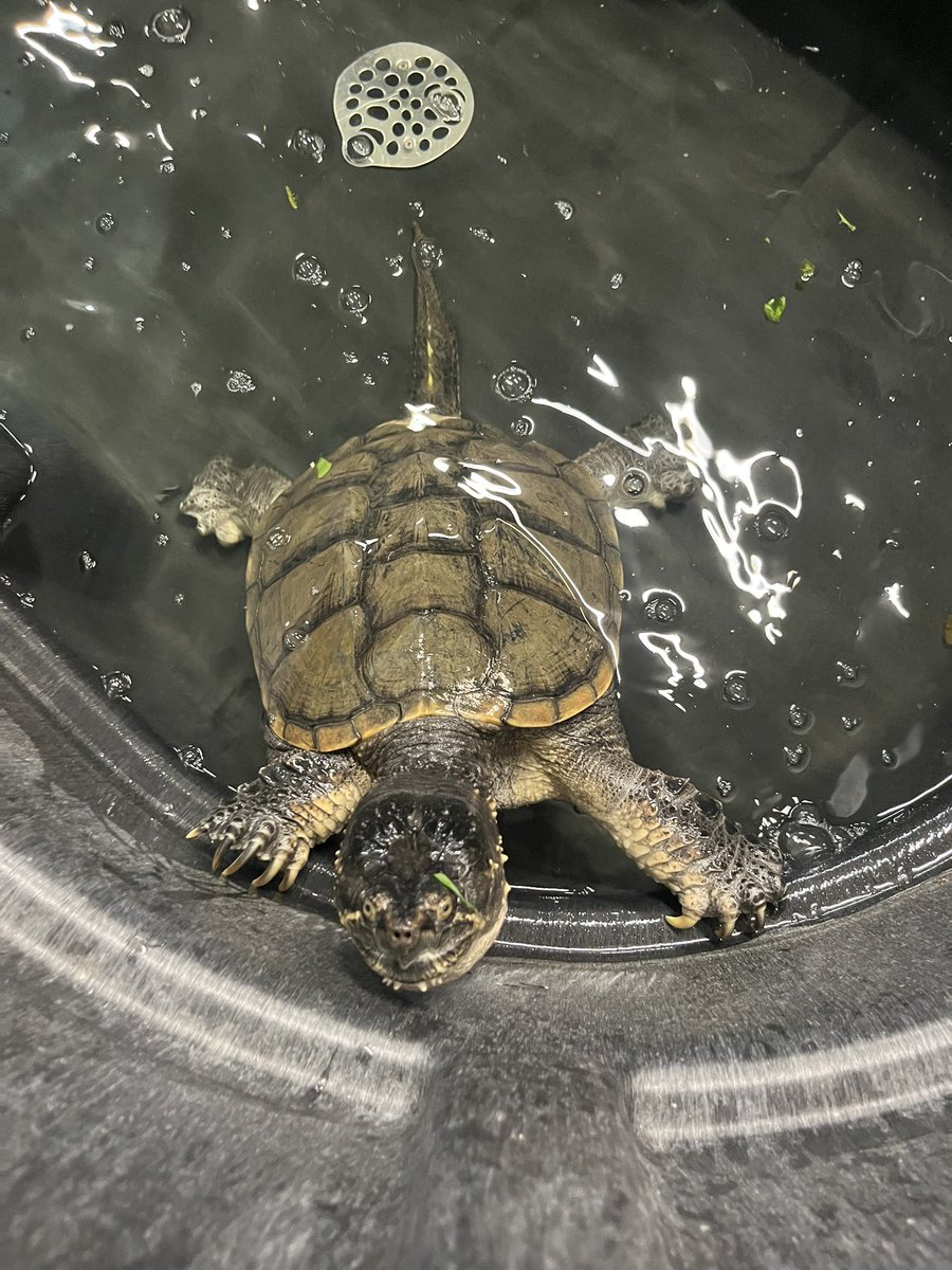 Today I was honoured to join the <a href="/OntarioTurtleCC/">Ontario Turtle Conservation Centre</a> ground breaking ceremony. Once the new turtle conservation centre is complete, it will be able to care for 5,000 🐢. Since 2018, the Ontario govt has provided almost $1.5 million to support their important rehabilitation work.