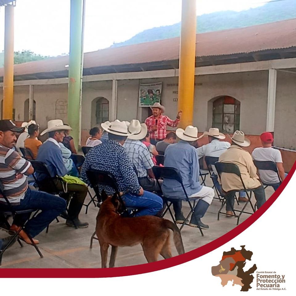 cefpphidalgo's tweet image. En representación del Mtro. Manolo Gabriel del Toro Valdés, Presidente de este Comité, el M.V.Z. Santiago Cerón, acudió a la inauguración del Centro Expedidor REEMO de la zona norte de Huehuetla, donde brindó la capacitación con el tema &quot;Movilización de ganado y REEMO&quot;.