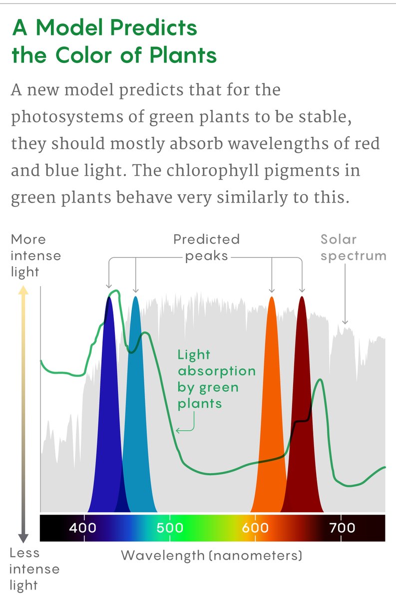 Why are plants green? Before you reflexively shout “Chlorophyll!” consider that most of the energy that the sun radiates is in the green part of the spectrum. To be maximally efficient, shouldn’t photosynthesis in plants absorb green light? quantamagazine.org/why-are-plants…