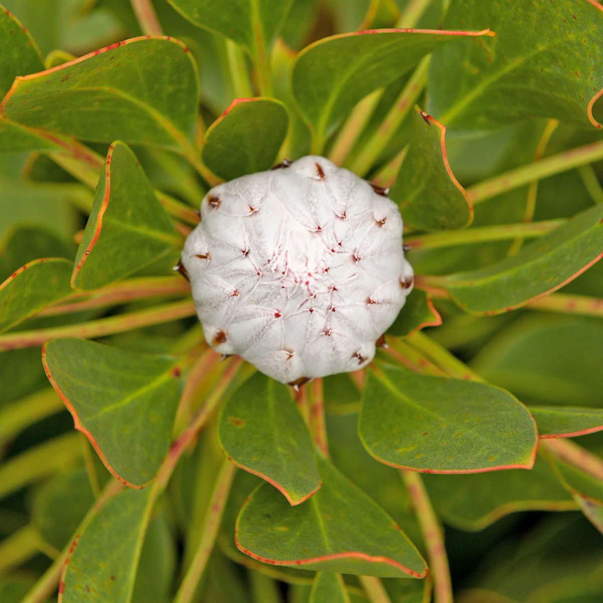 Some of the Protea we have on the farm waiting to bloom. They're abundant at Mouny Rozier and come in many forms, which is perhaps why they're named after the Greek god Proteus, who could change his form at will.