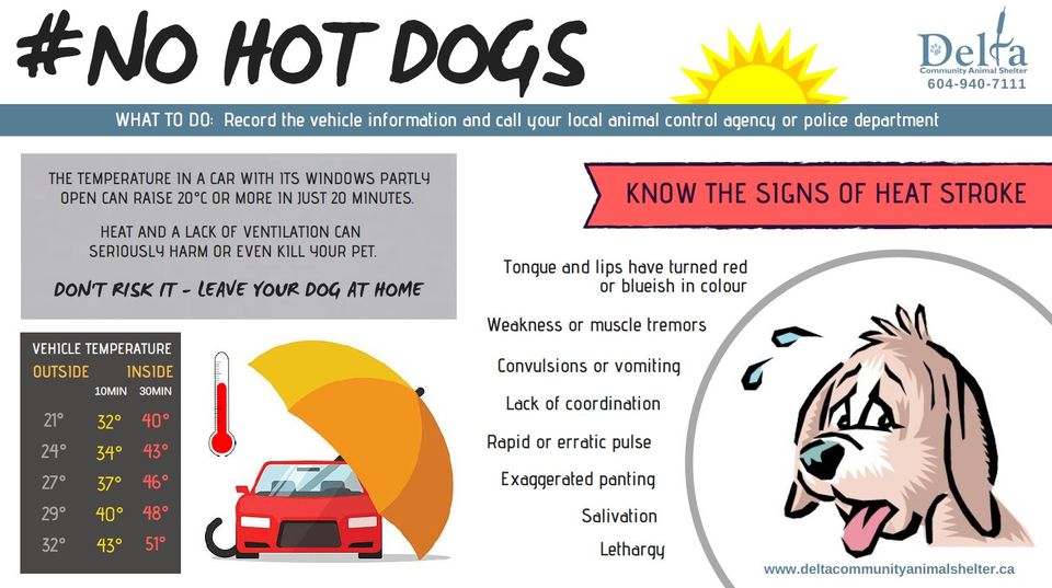 CityofDeltaBC's tweet photo. ๐ญ๐#NoHotDogs in #DeltaBC. A friendly reminder from our friends at the @DeltaAShelter to leave your pet in the comfort of home on sunny, hot days. Even temperatures that may seem mild to us 'hoomans' can be too much for our furry friends. https://t.co/vcNkNmrD7g
