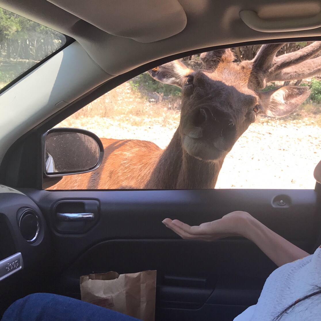 Today's animals are also very beautiful！