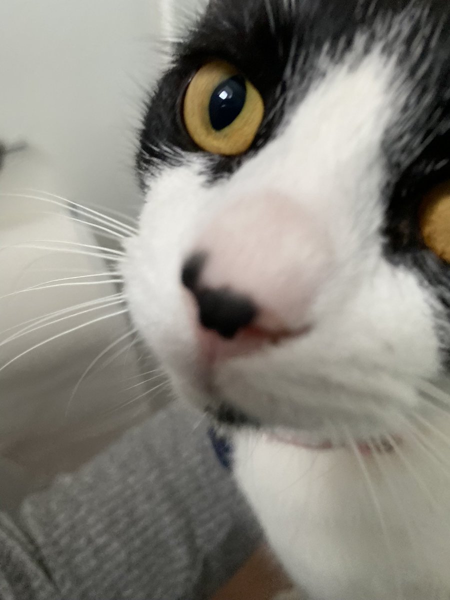 Good evening from Louie on #WhiskersWednesday hope all our friends had a good day 😺