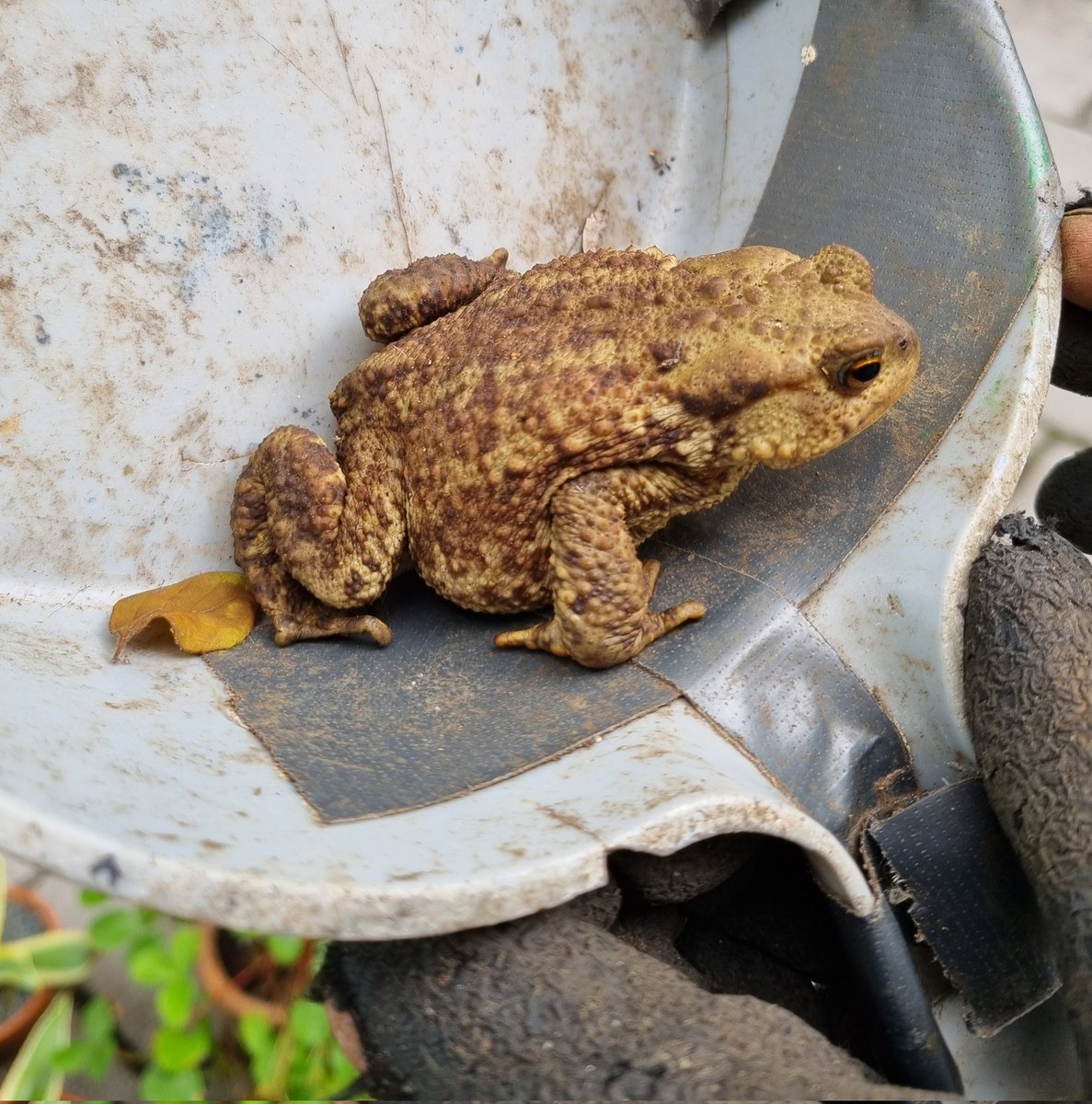 A very fat toad in the garden today, probably gorged on slugs after the recent rain.  #toads #nature #gardenponds #Britishamphibians #lovemygarden