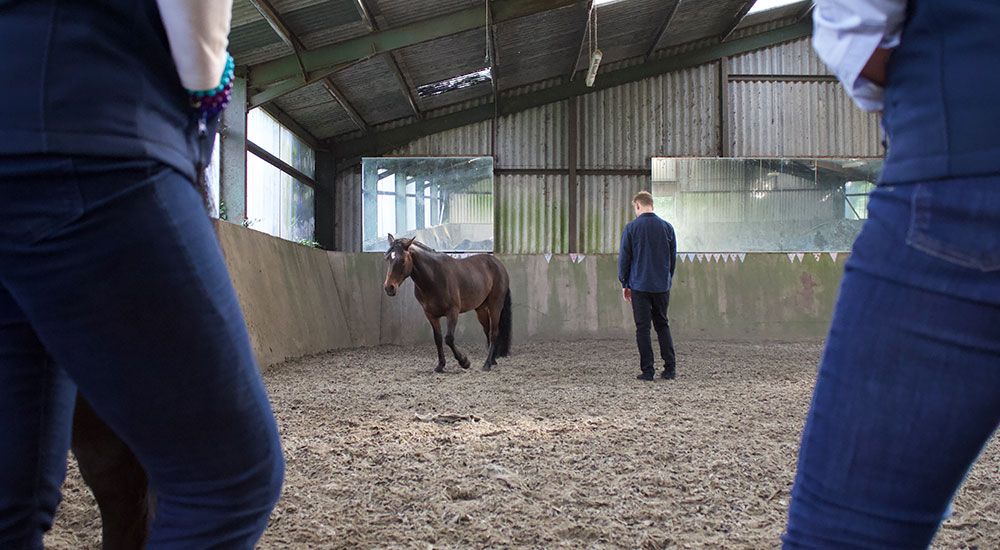 lead_eq's tweet photo. Our programme IL ® - Creating Leadership Intelligence is ideal for leaders who want to maximise their own performance, develop or enhance their Emotional Intelligence.

#leadeq #leadershipdevelopment #businessdevelopment #emotionalintelligence #equineassisteddevelopment #equine https://t.co/I28BLDnFE5