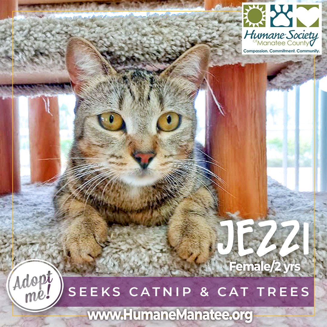 Jezzie is an absolute doll! She was originally found through our TNR program. Her family must have left her behind. She’s nowhere near feral. This petite cutie has so much fun personality and lights up a room.