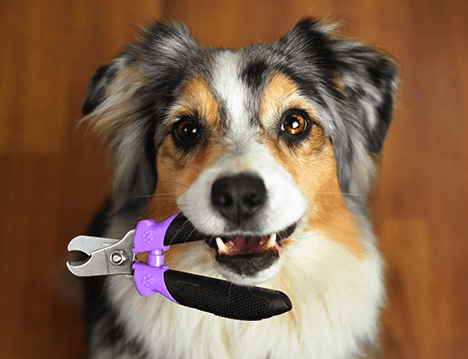 CrossRdsCampus's tweet photo. Wednesday Walk-in Nail Trims
Bring your dog to Crossroads Pets today for a nail trim. Just $12-$15. No appointment needed. 707 Monroe Street, Nashville, until 6 pm. Support our non-profit and take care of your pup's feet
#healthydog #dogsofnashville #nashville #love https://t.co/1LKCg6YzBP