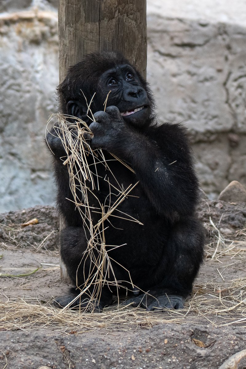 RGPHOTO2's tweet photo. Fort Worth Zoo – Bruno, trying out a little hay while thinking about it, the might make a better bed than a meal. 6/2023
#fortworthzoo #gracie #elmo #gus #bruno #gorilla #gorillas #okczoo #westernlowlandgorillas #richardgregoryphotography https://t.co/khPh5orUmP