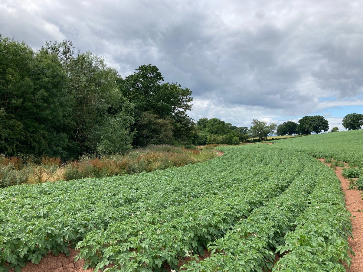 Wye and Usk Foundation and Catchment Sensitive Farming  'Potato Event' at Kimbolton #Herefordshire
'Reducing the environmental footprint of potato growing' with <a href="/FarmCO2Toolkit/">Farm Carbon Toolkit</a> and SFI/STEPS grants to support

Special thanks to  <a href="/FarmHereford/">Farm Herefordshire</a>  
Tyrrells, McCain, Puffin, Branston
