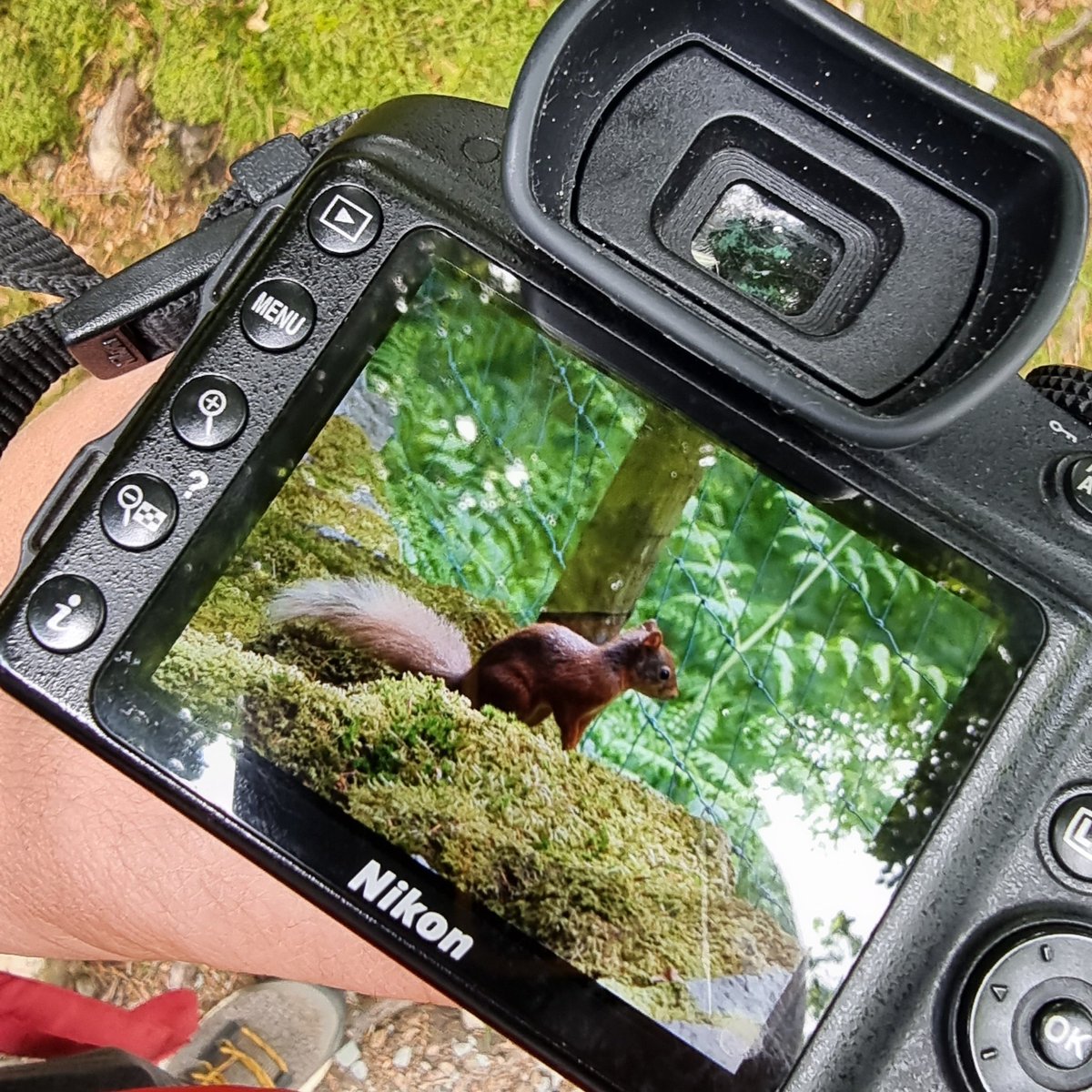 Lovely to see the red squirrels at Allan Bank and looking forward to getting the pics on the laptop when home in a few days.

@nationaltrust @GrasmereRed #grasmere #redsquirrels #allanbank #wildlife #nature