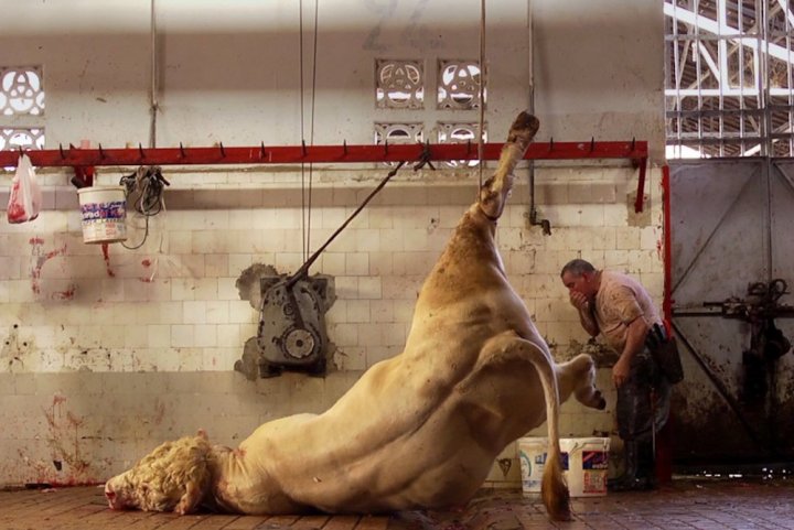 MaitreGerard's tweet photo. #PA QUESTION : combien de français consommateurs de viande se sont déjà rendus dans un abattoir pour assister à la mise à mort d'un boeuf, cochon, agneau,... ? @afpfr @francebleu @OuestFrance @DouchkaMarkovic @FrancisFeytout @OABA_Off @franceinfo @ndemorand @mathieuvidard https://t.co/KPw9Oyym1f