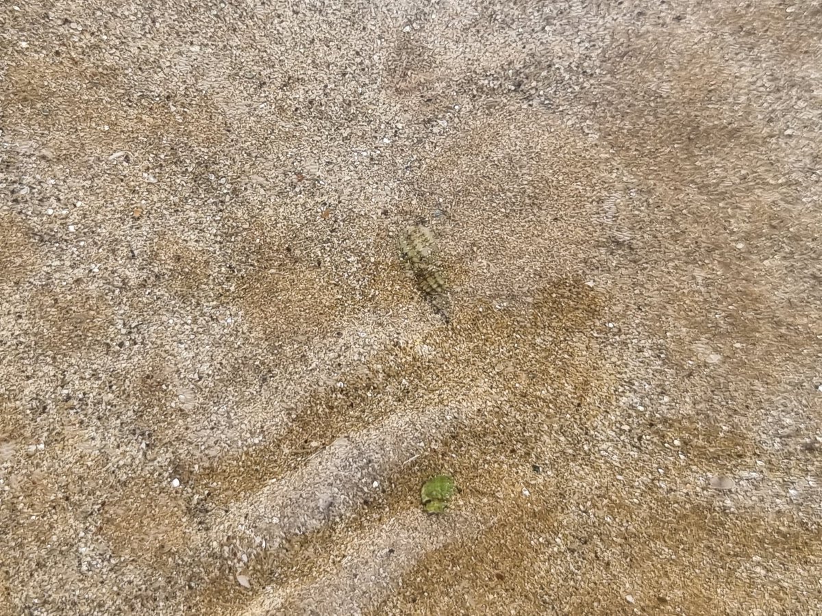My_ScienceClub's tweet image. Today's #upcloseandpersonal comes from a beach in Western France and features a 'swarm' of the cutest little hermit crabs 🦀 😍
Can you spot it?