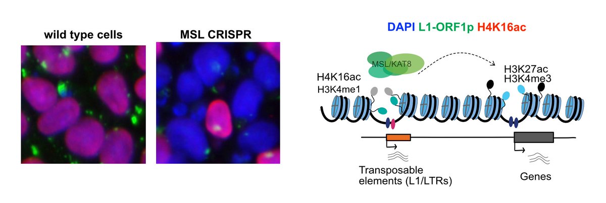 Pl share this fully funded #PhDadvert with candidates interested in doing PhD in #neuroscience, #epigenetics. The project is based on our exciting findings on histone modifications &amp; transposable elements nature.com/articles/s4159…  
tinyurl.com/2277nhxy