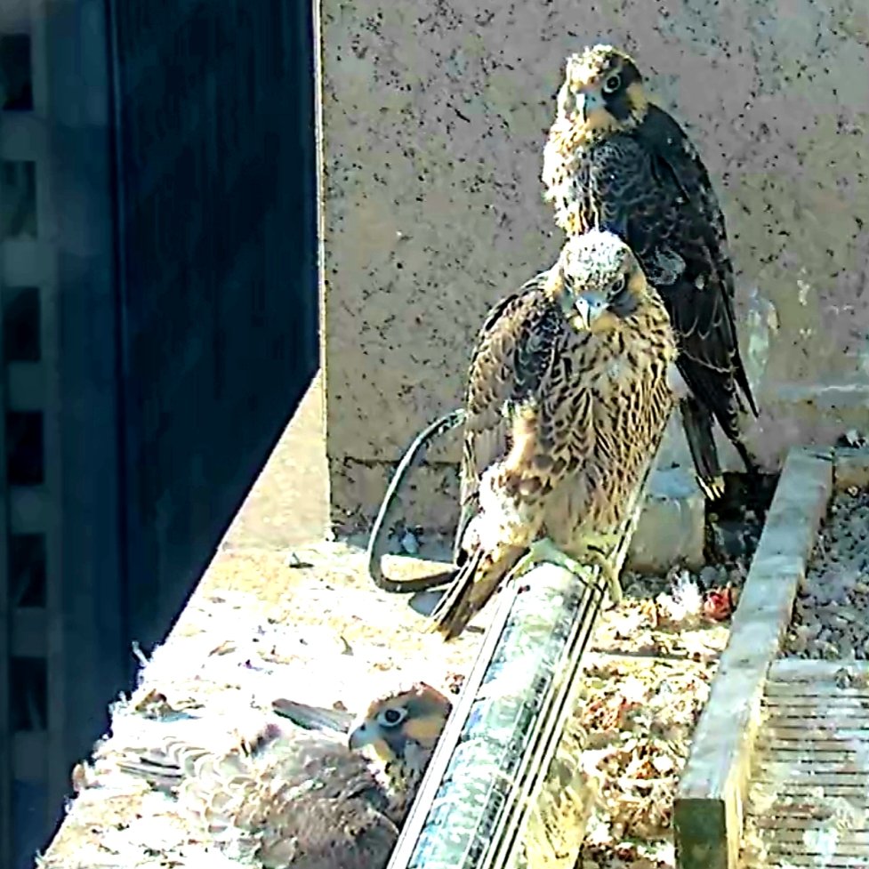 1201 Third tweet media