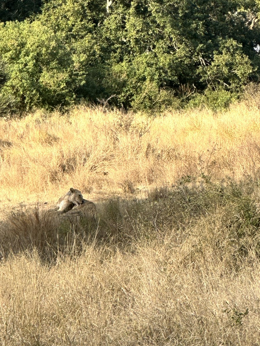 sabeaux's tweet photo. Icing on the cake. A pride of ~20 feasting on a buffalo. Note the vultures waiting for their turn #freshkill https://t.co/yiVLGZoil4