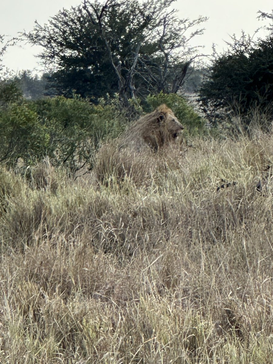 sabeaux's tweet photo. Icing on the cake. A pride of ~20 feasting on a buffalo. Note the vultures waiting for their turn #freshkill https://t.co/yiVLGZoil4