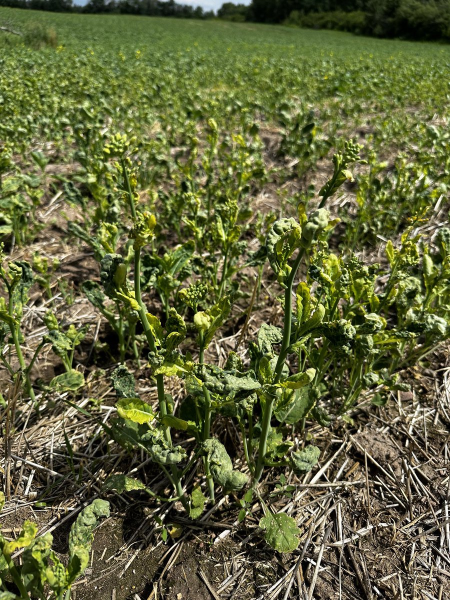 Evan Schmidt tweet media