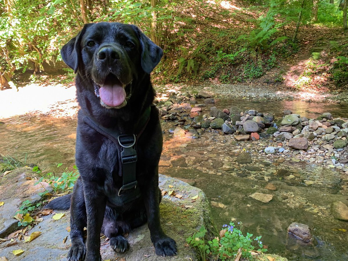 Monty_Lab's tweet photo. River walk. Love it 😊 #wednesdaythought #dogs #dogsoftwitter https://t.co/Ju4y7zYlC9
