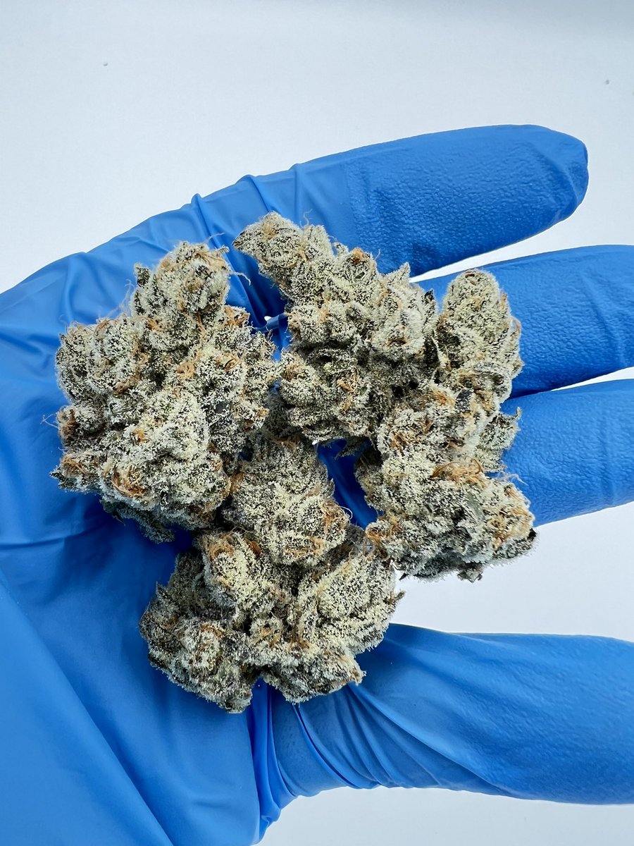 ccatlanticnl's tweet photo. We’re about to launch a new brand with exclusive cuts across Canada 🇨🇦 here is a sneak peek of one of the new cultivars going into it! We hit the Jackpot with this Gold Cash Gold🔥 wait until you see our Pure Michigan💨 can you guess the brand? 🥉🎢 https://t.co/gQFIhGW1hq
