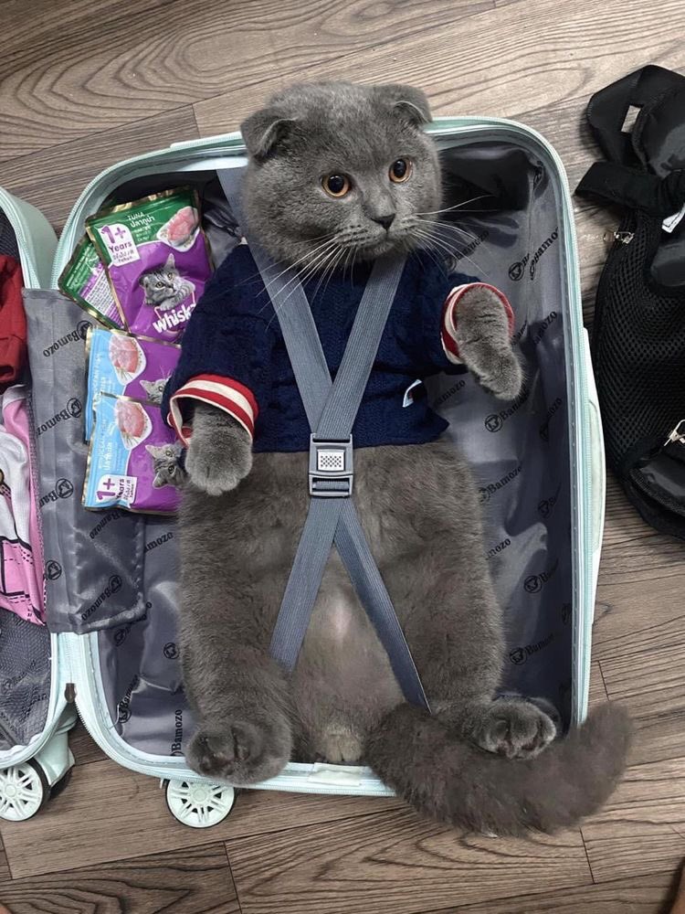 GorditoGatito2's tweet photo. "lleva solo lo importante"

automáticamente yo: https://t.co/n7PPUenRY6