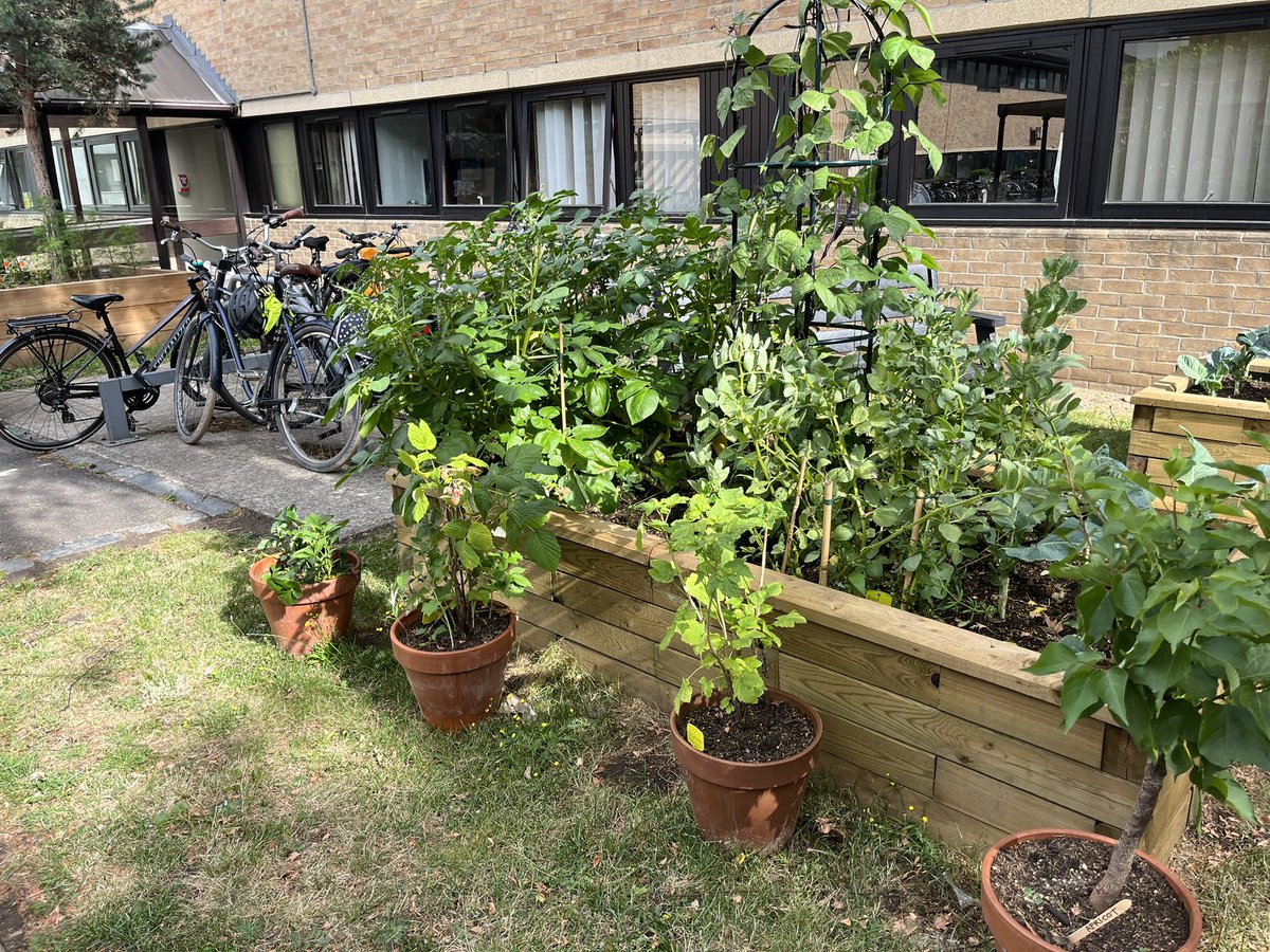 mum_on_bike's tweet photo. So great to meet @Chubbycherry77 today in the @NHSHomerton gardens-excitedly showing me the edible plant section. Turns out I’m not the only one with a great appreciation of the hospital gardeners. 
And thank you for the mug! 😍 #nhs75 mmmmm https://t.co/gTB0d0TrYt